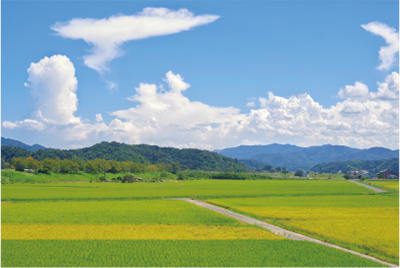 圃場の確認・見積
